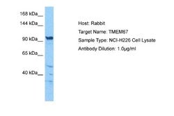 Meckelin Antibody, Novus Biologicals 100 &mu;L; Unconjugated:Antibodies,